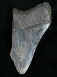 Bargain Megalodon Tooth #10805-1